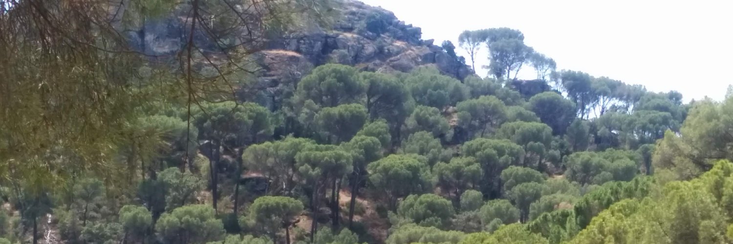 Tiha banner