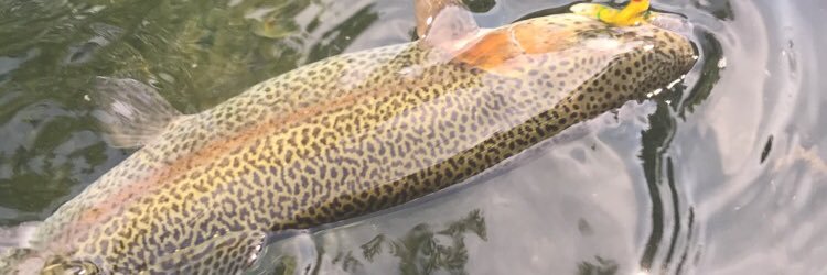 Landon Lawrence banner