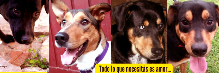 Sarmientitos's profile banner image
