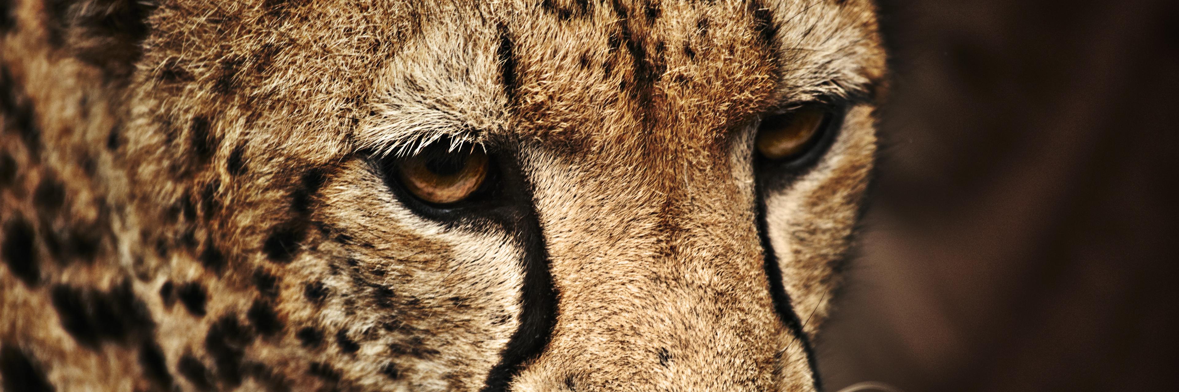 Abyss_TG's profile banner image