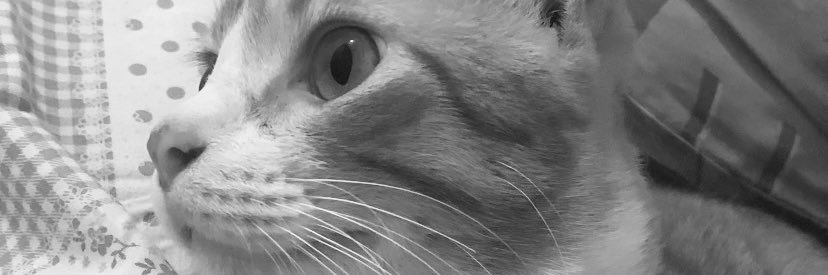 Bella banner