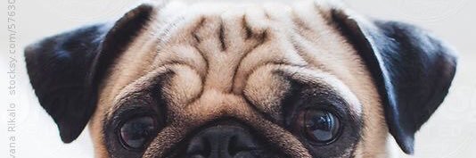 venomenyom's profile banner image