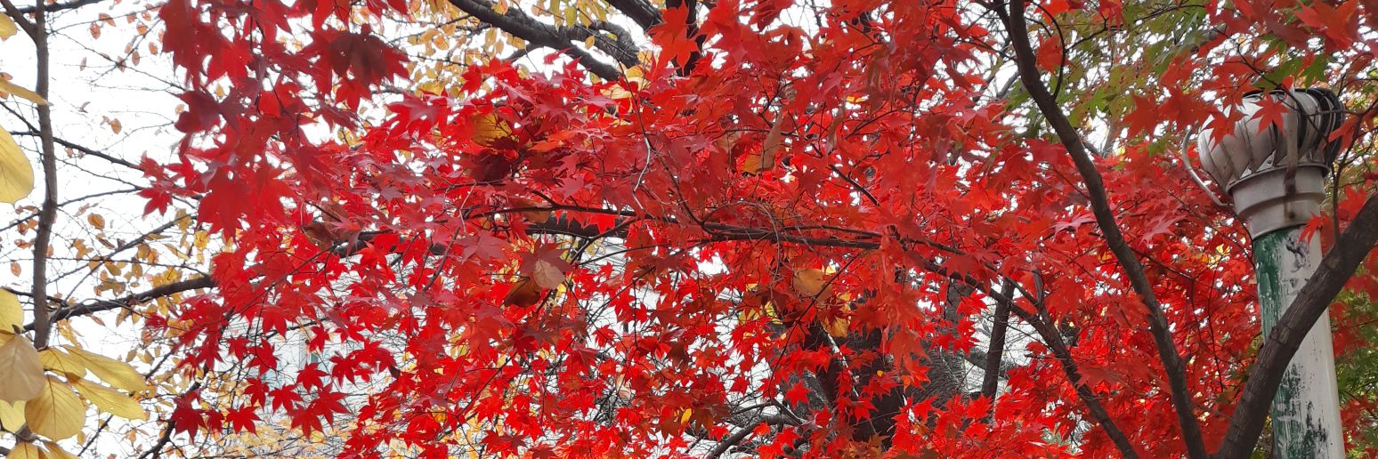 autumnrayaa's profile banner image
