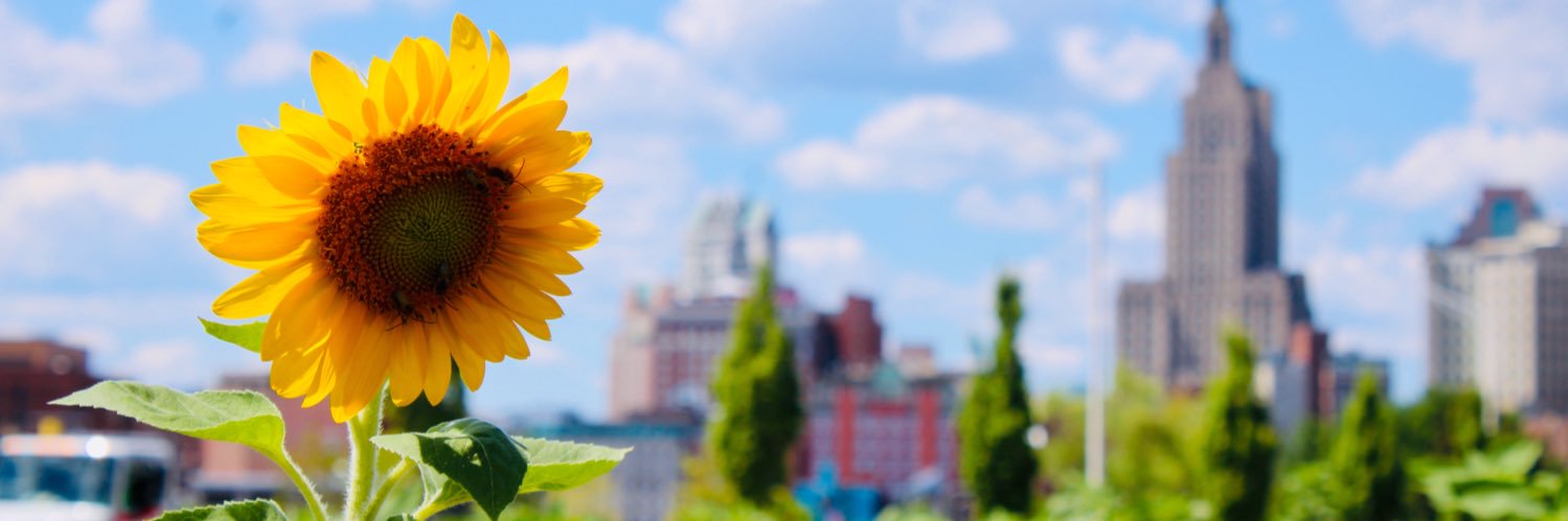 buddinghippy's profile banner image