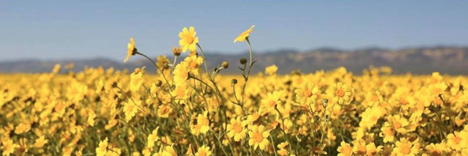danikennelly's profile banner image
