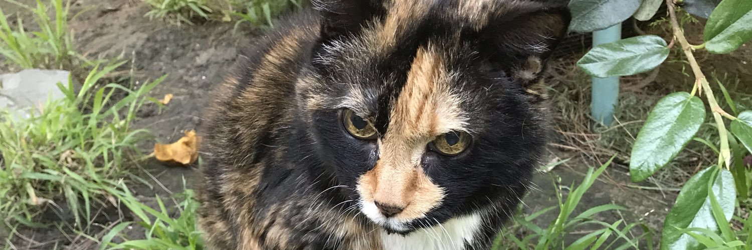 tortecatfrmhell's profile banner image