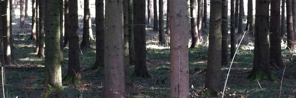 birgitzz's profile banner image