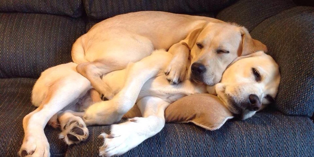 K9SocialBend's profile banner image
