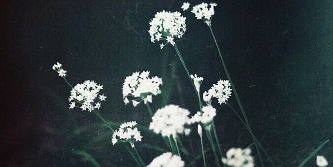 _nicolerodgers0's profile banner image