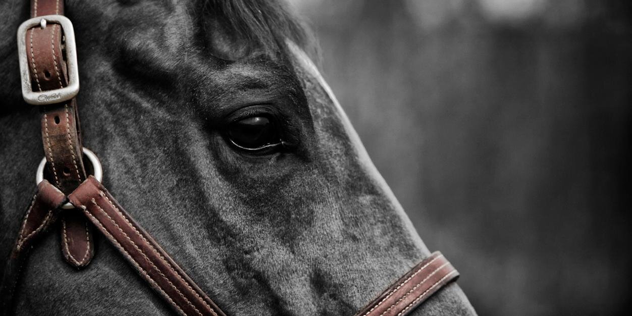 shslequestrian's profile banner image