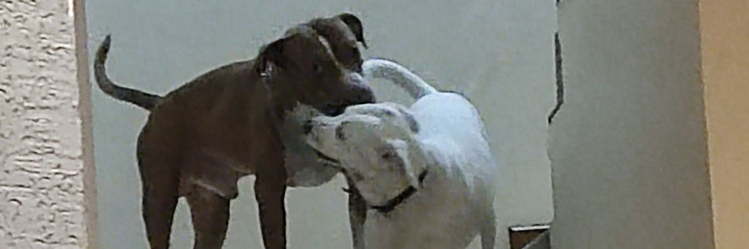 rexosaurus_3's profile banner image