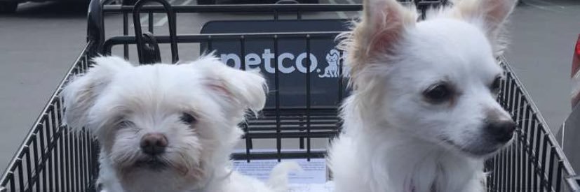 dolito🍍 banner