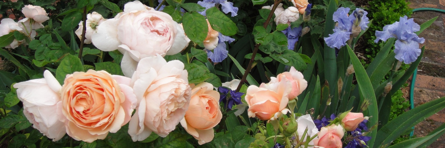 🌸Debra🌸 banner