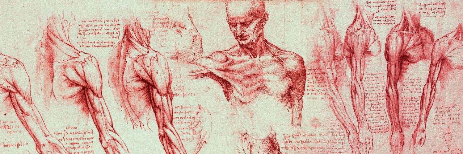 AnatomyForArt's profile banner image
