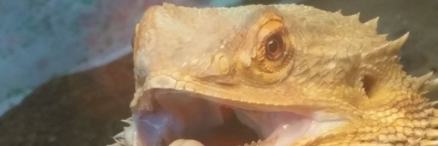 Wolvaroo's profile banner image