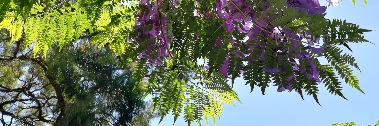 ayako_herbs's profile banner image