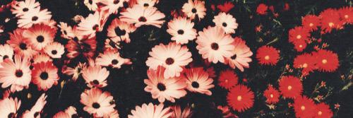 mandanixon's profile banner image