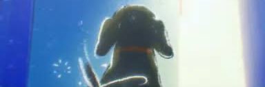 piyotamans's profile banner image