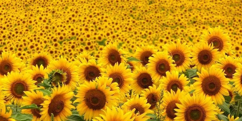 rosacodejon's profile banner image