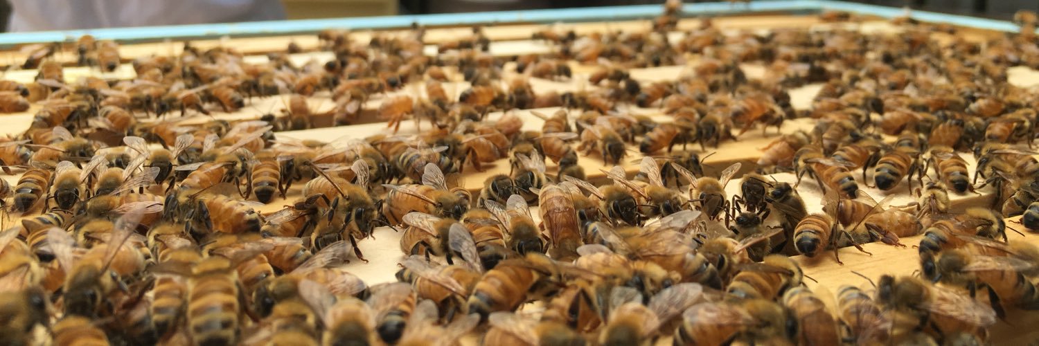 bens_bees's profile banner image