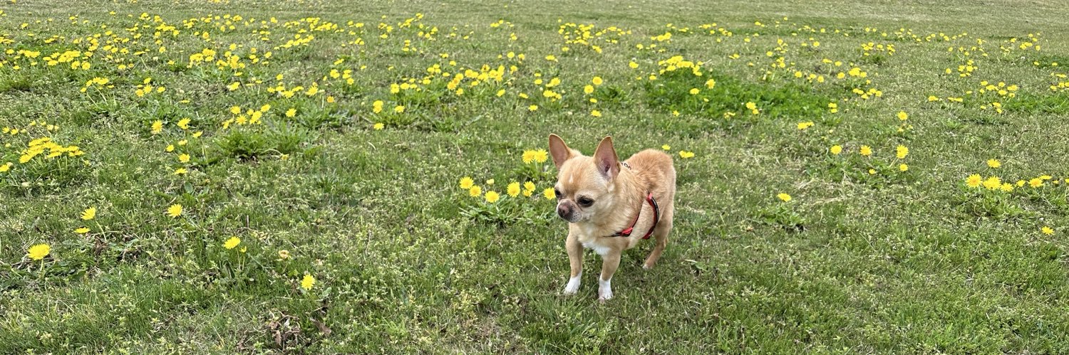 ちゃすけ🤍🐕 banner
