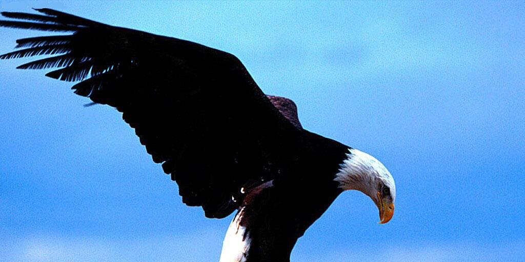 Benjamin_Tweets banner