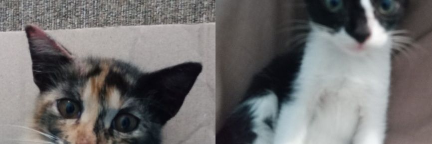 inkgitaprillia's profile banner image
