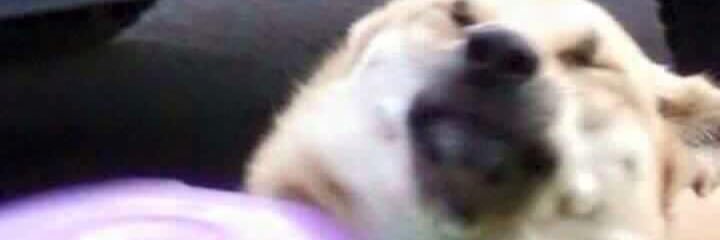 TheRealSosBeb's profile banner image
