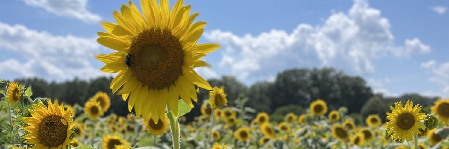 mwharrison11's profile banner image