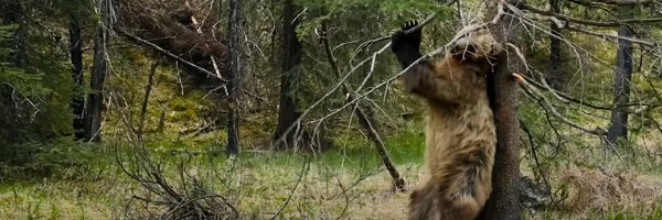 hp_buggy Profile Banner