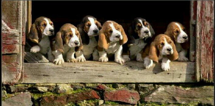 Rugby Club Bassets banner