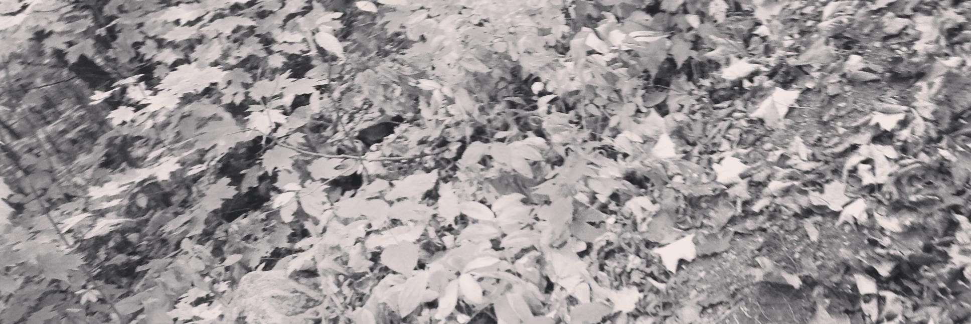 HeatherLampton's profile banner image