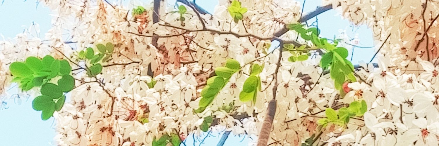 サイロムさん 。◢͟￨46 banner