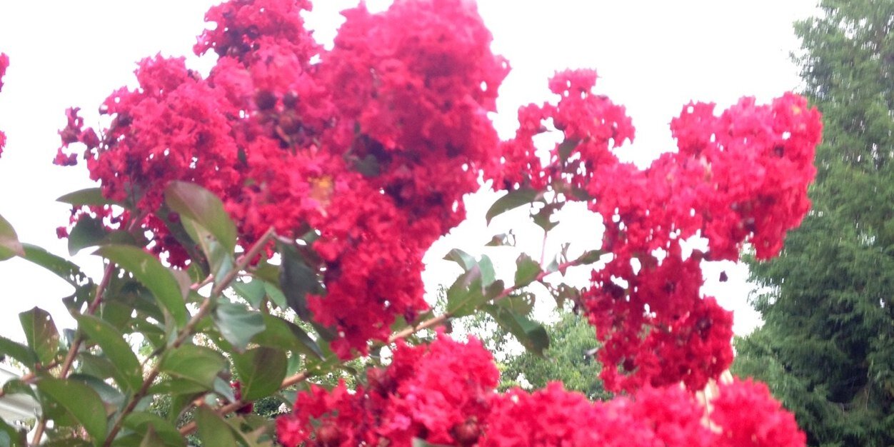 Pam Gillies banner