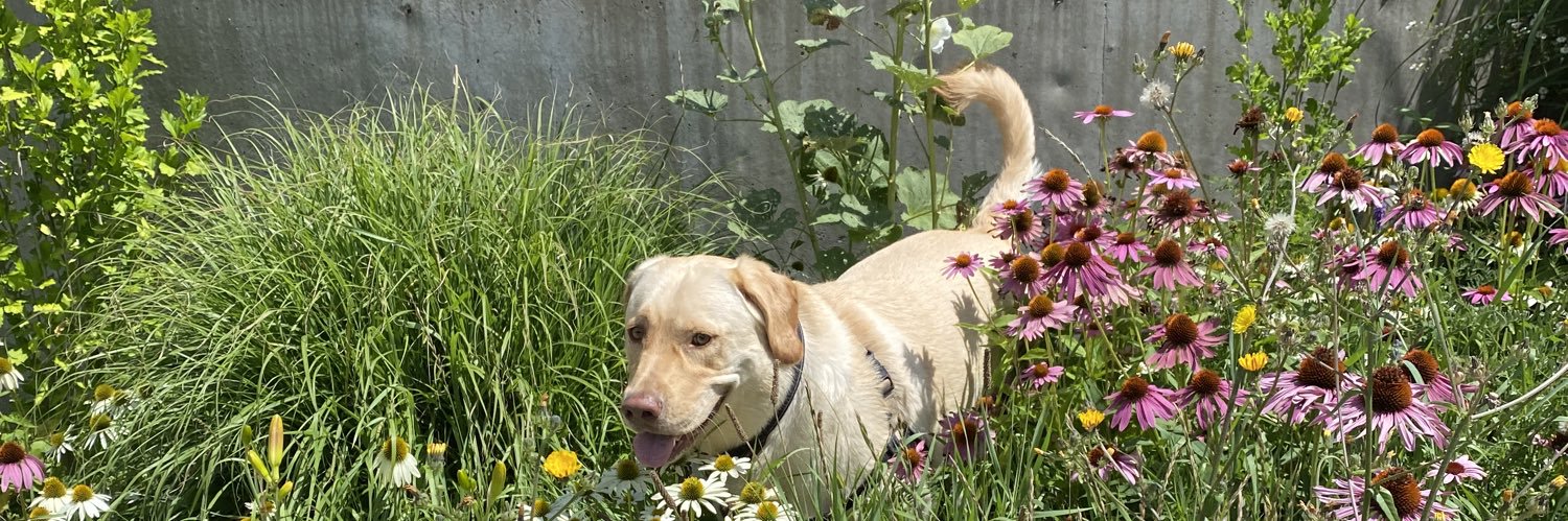 david mcgaghran banner