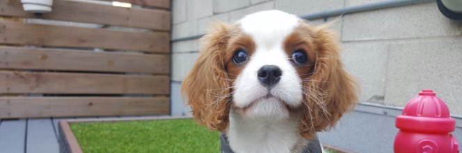 SmartPaws's profile banner image