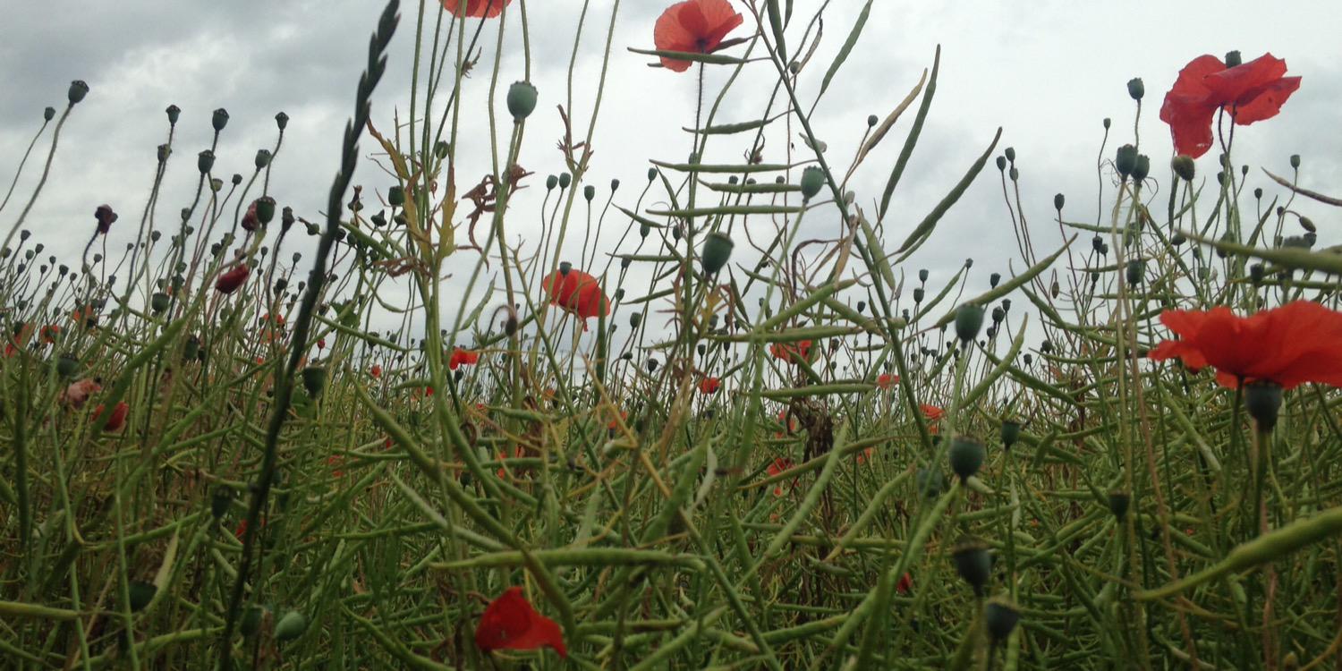 Dr Amanda Crow banner