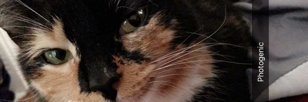 BeanbagDeluca's profile banner image