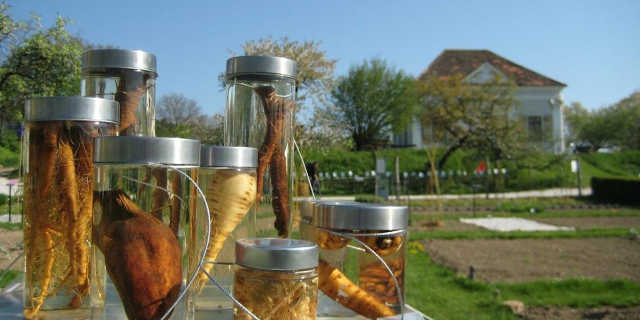 Petra Tempfer banner