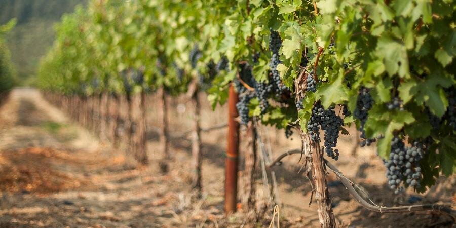 FJwinery's profile banner image