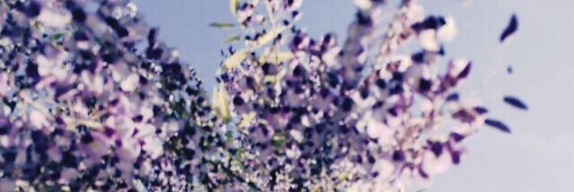 syungiku__'s profile banner image