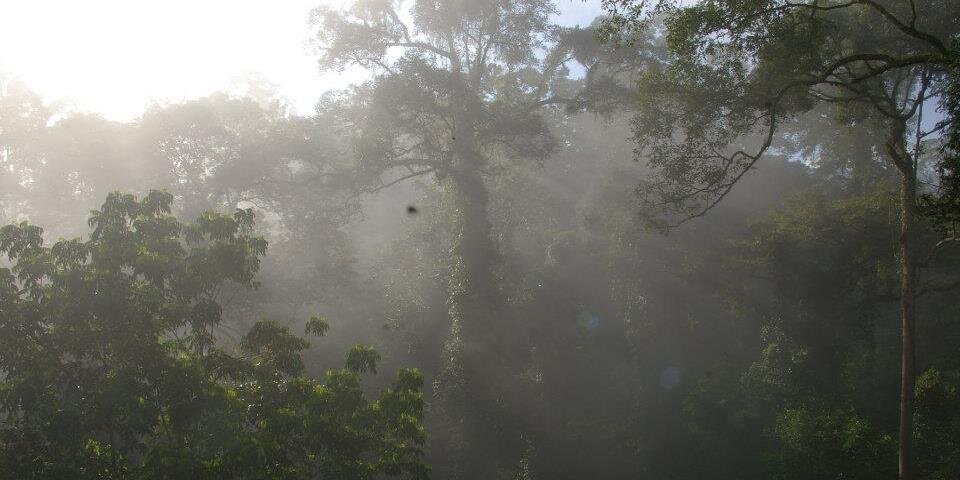 Amy Munro-Faure banner