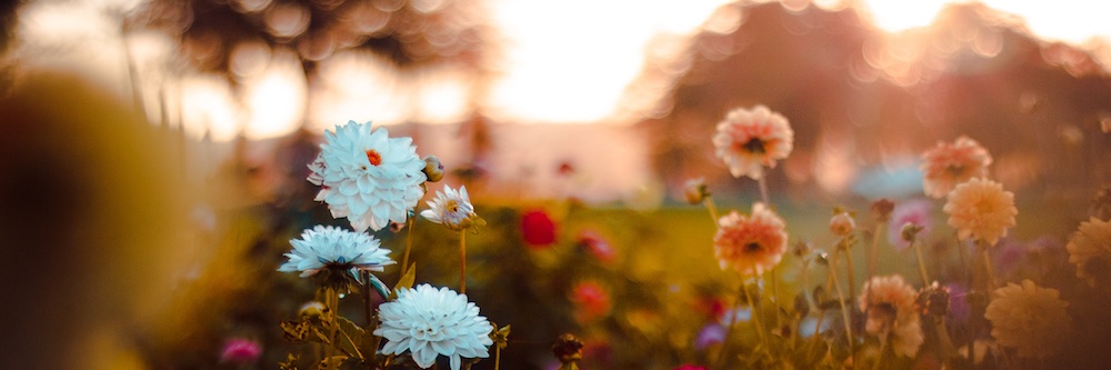 Miranda Hooker banner