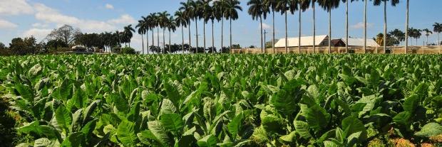 PrimeroCigars's profile banner image