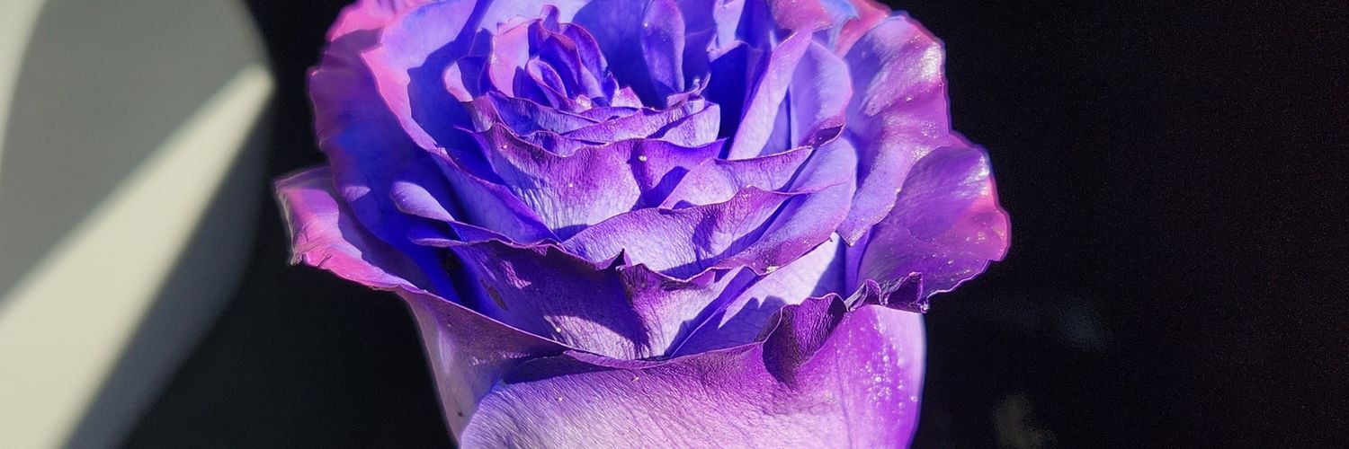lenegonz's profile banner image
