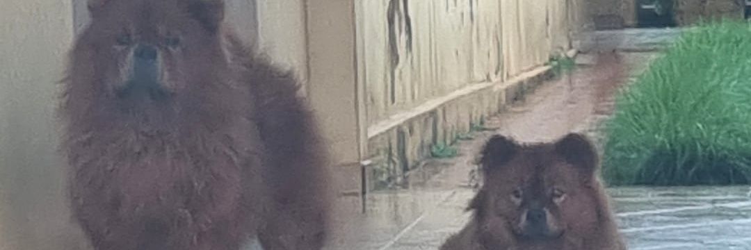 mamede_jp's profile banner image