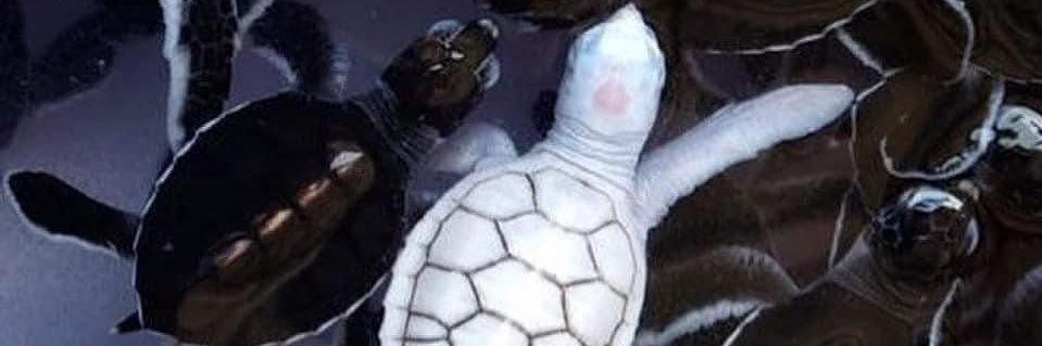 FernandoS_34's profile banner image