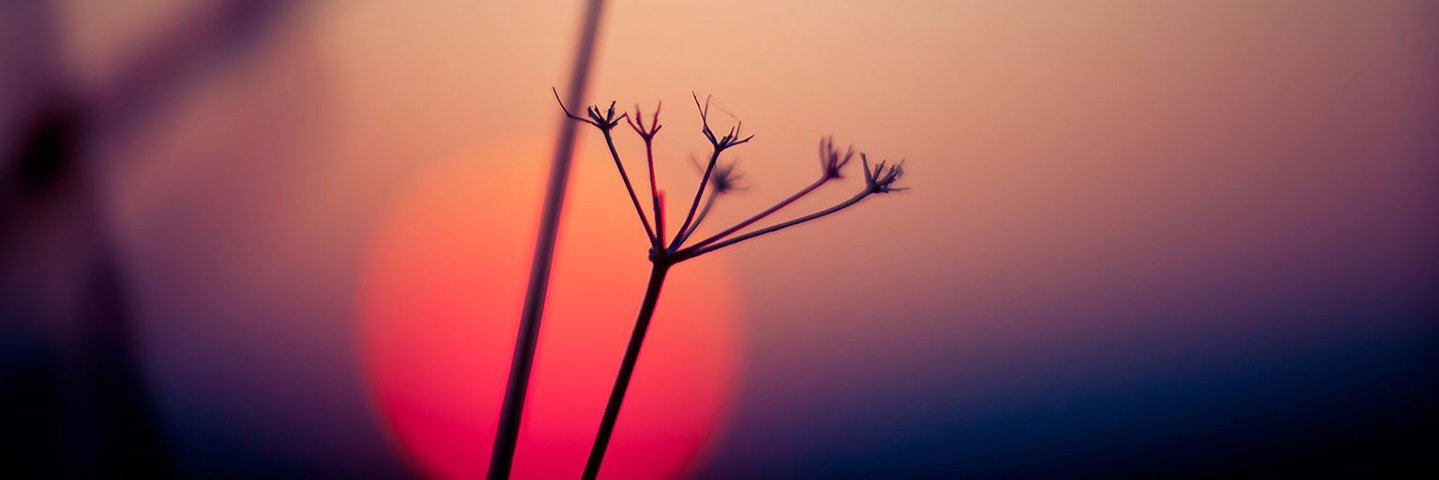anniebpd's profile banner image