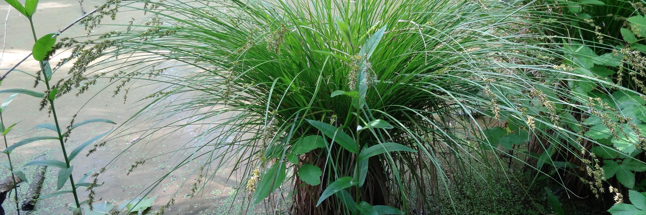 Stephen Lemon banner