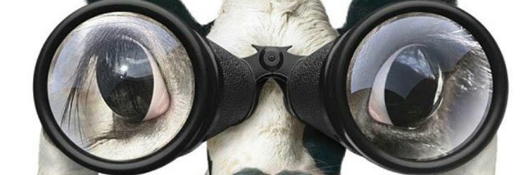 CFAfdale's profile banner image